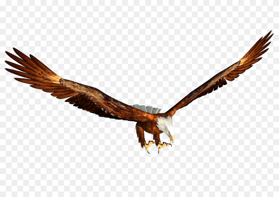 Animated Bald Eagle Hunting Image, Animal, Bird, Flying, Vulture Free Transparent Png