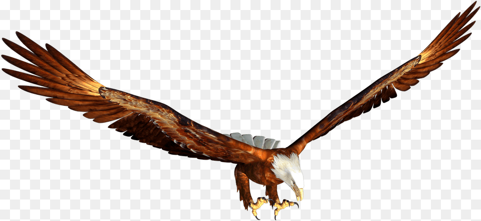 Animated Bald Eagle Hunting Image Transparent Animated Eagle Flying, Animal, Bird, Vulture, Kite Bird Png