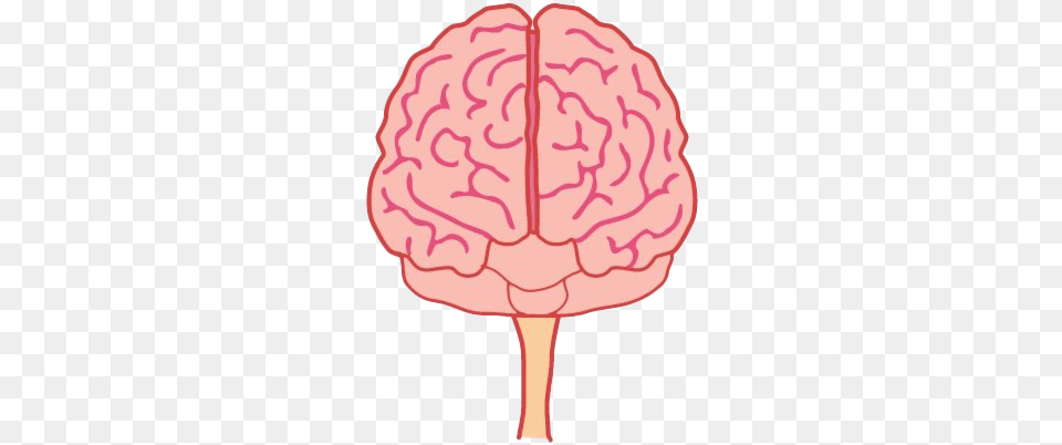 Animated Brain Brain Front View, Food, Sweets, Ct Scan, Person Free Png