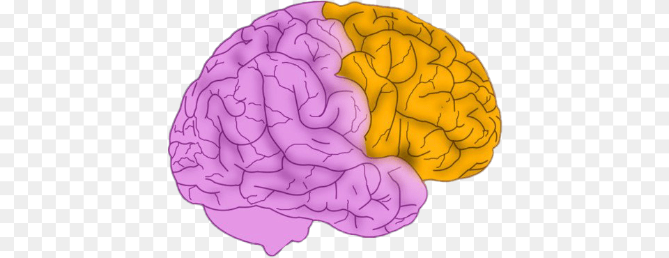 Animated Brain Animated Brain, Ct Scan Png Image
