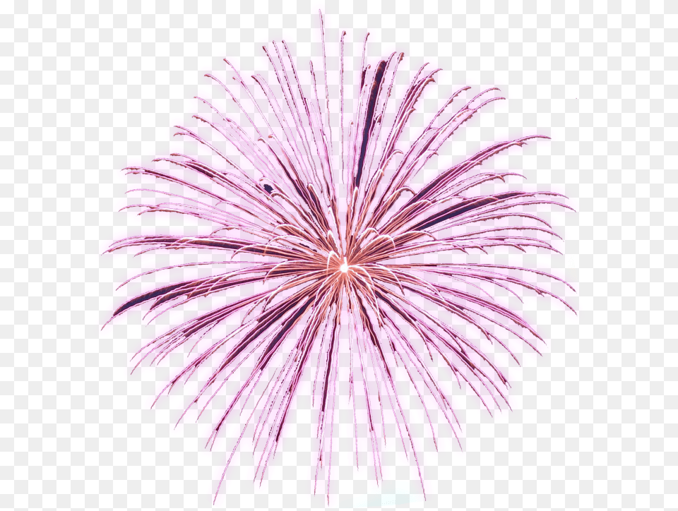Animated Fireworks Gifs Clipart And Firework Animations Animated Firework Gif, Plant, Purple, Flower Free Transparent Png