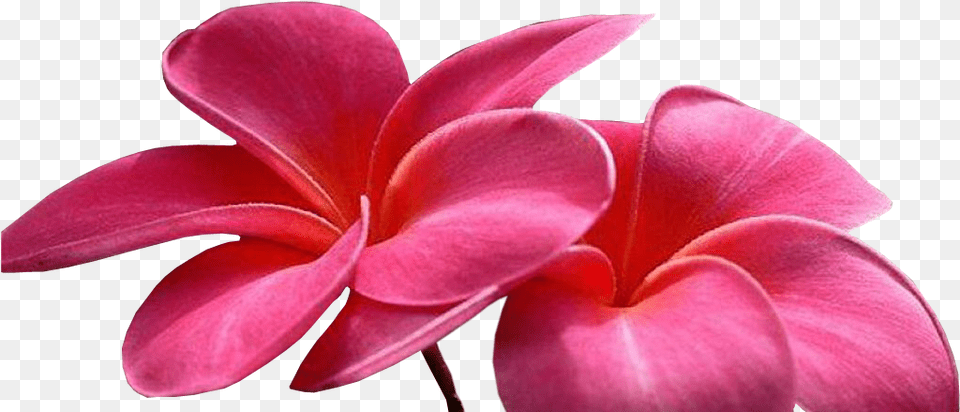 Animated Flowers, Flower, Geranium, Petal, Plant Png Image
