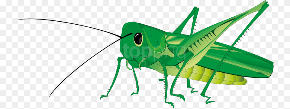 Animated Grasshopper Image Play Cri Cri Stickers, Animal, Insect, Invertebrate, Fish Png