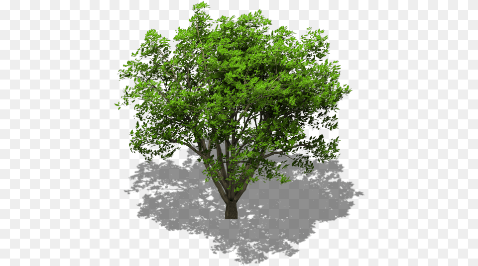 Animated Isometric Tree Bleedu0027s Game Art Opengameartorg Single Tree, Oak, Plant, Sycamore, Green Png Image