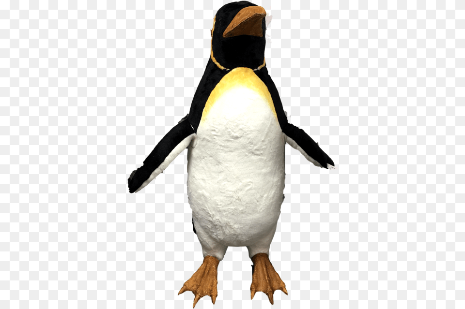 Animated Music Male Penguin Wfins Moving, Animal, Bird, King Penguin, Person Png