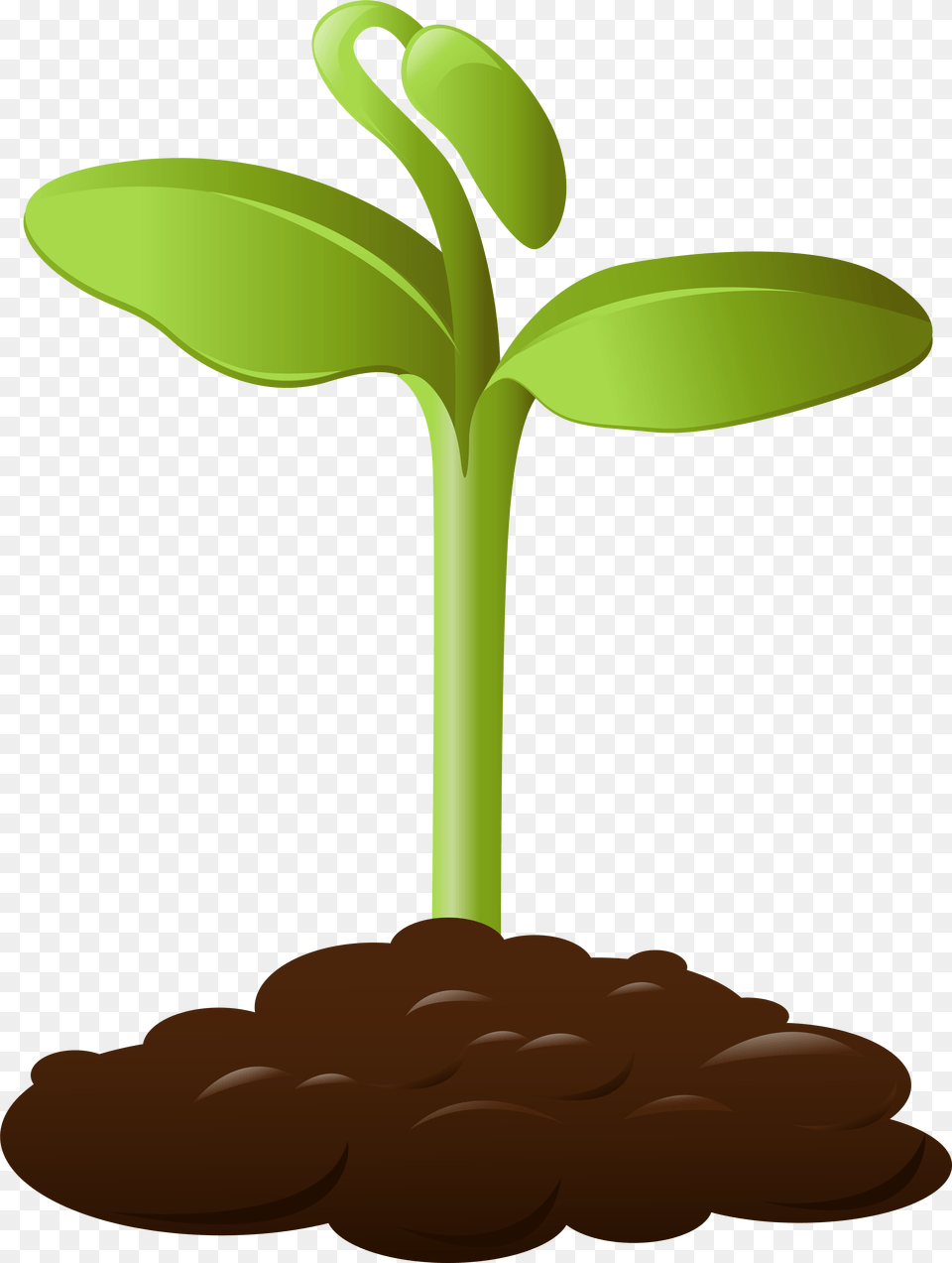 Animated Palm Tree Picture Planting Clipart Background, Plant, Sprout, Soil Free Transparent Png