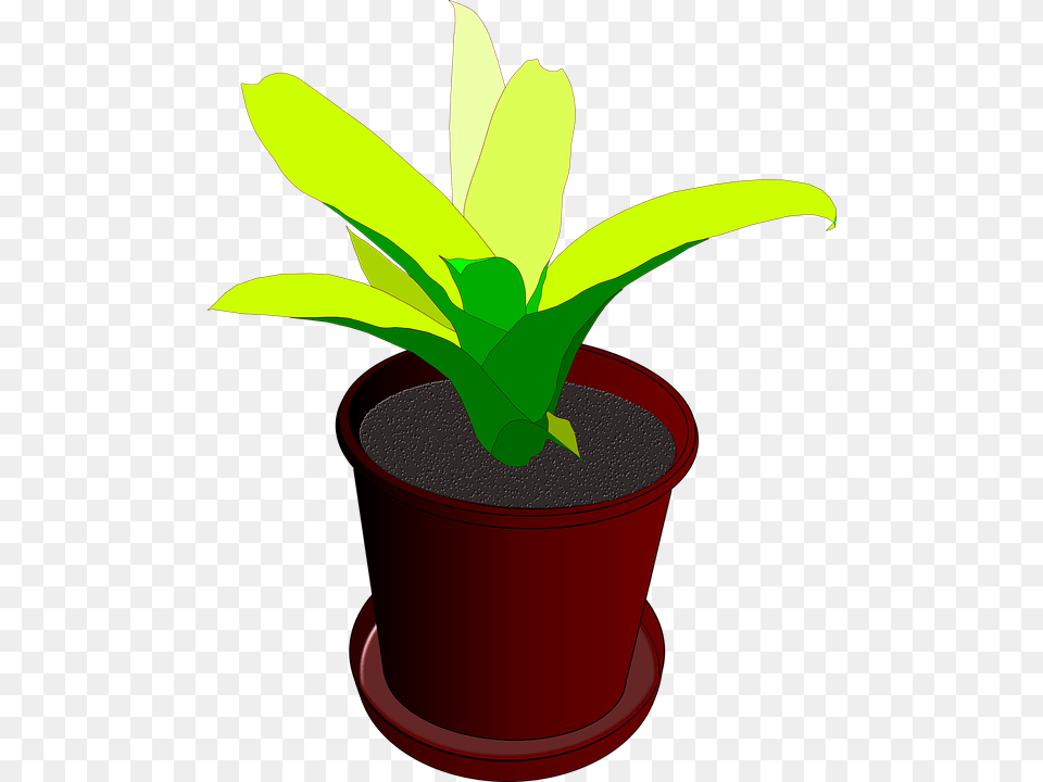Animated Plant In Pot, Leaf Free Transparent Png