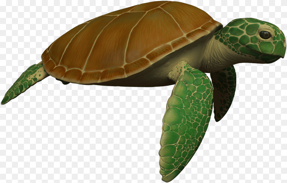 Animated Sea Turtle Wallpaper Iphone Sea Turtle Moving Transparent Moving Sea Turtle, Animal, Reptile, Sea Life, Sea Turtle Png Image