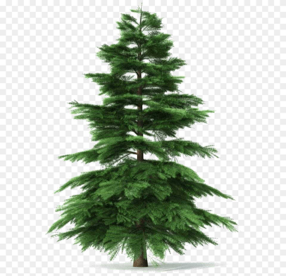 Animated Pine Tree, Fir, Plant, Conifer Free Transparent Png