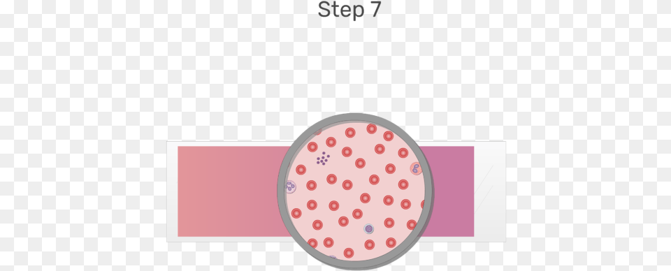 Animation Of Blood Cell Being Examined Under Microscope Blood Smear Png Image