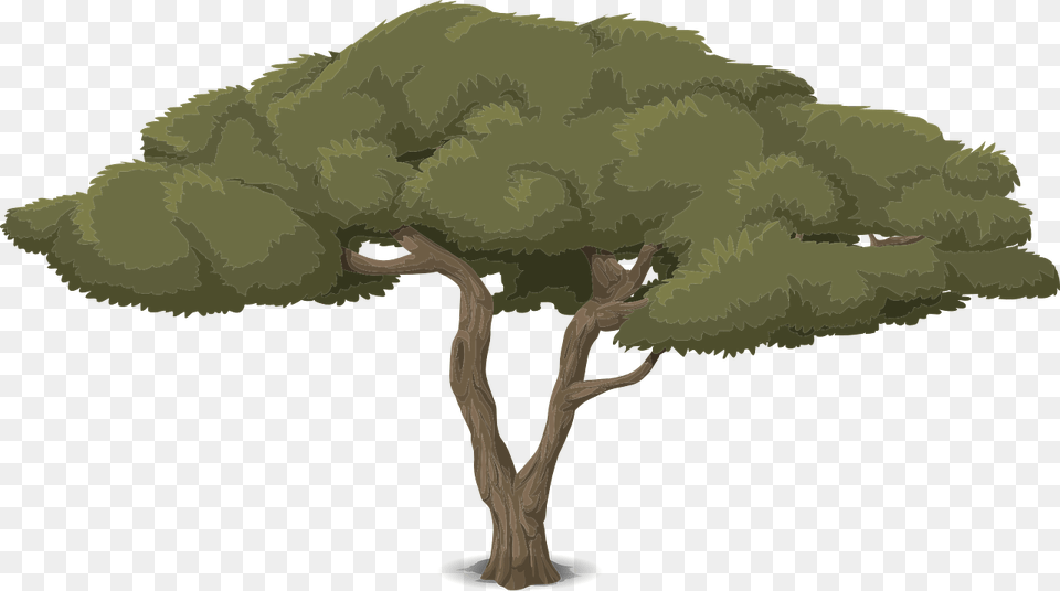 Animation Tree Branches, Plant, Tree Trunk, Oak, Sycamore Free Transparent Png