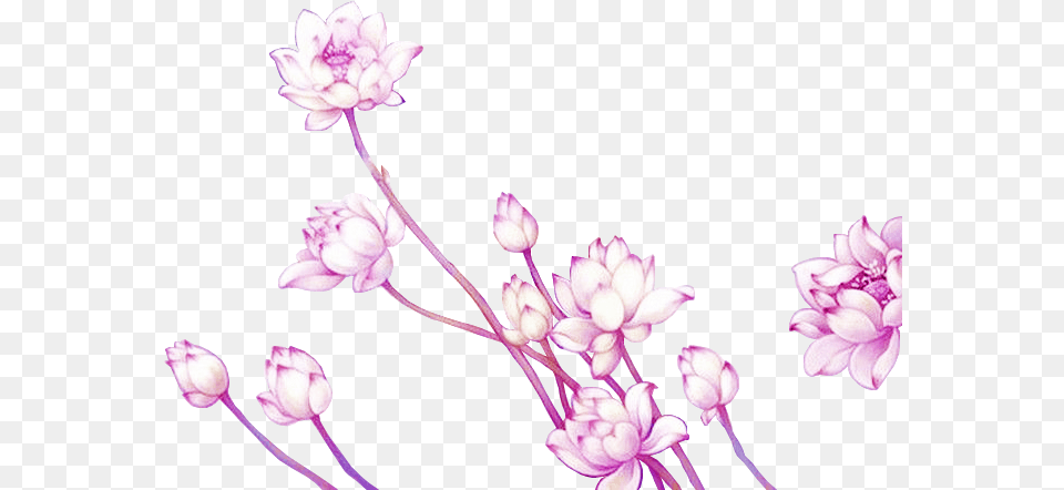 Anime Anime Flowers Transparent, Flower, Petal, Plant, Purple Png Image