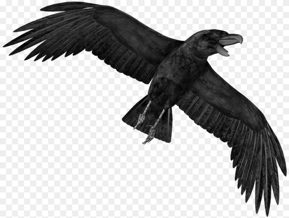 Anime Birds Crow, Animal, Bird, Flying, Vulture Png Image
