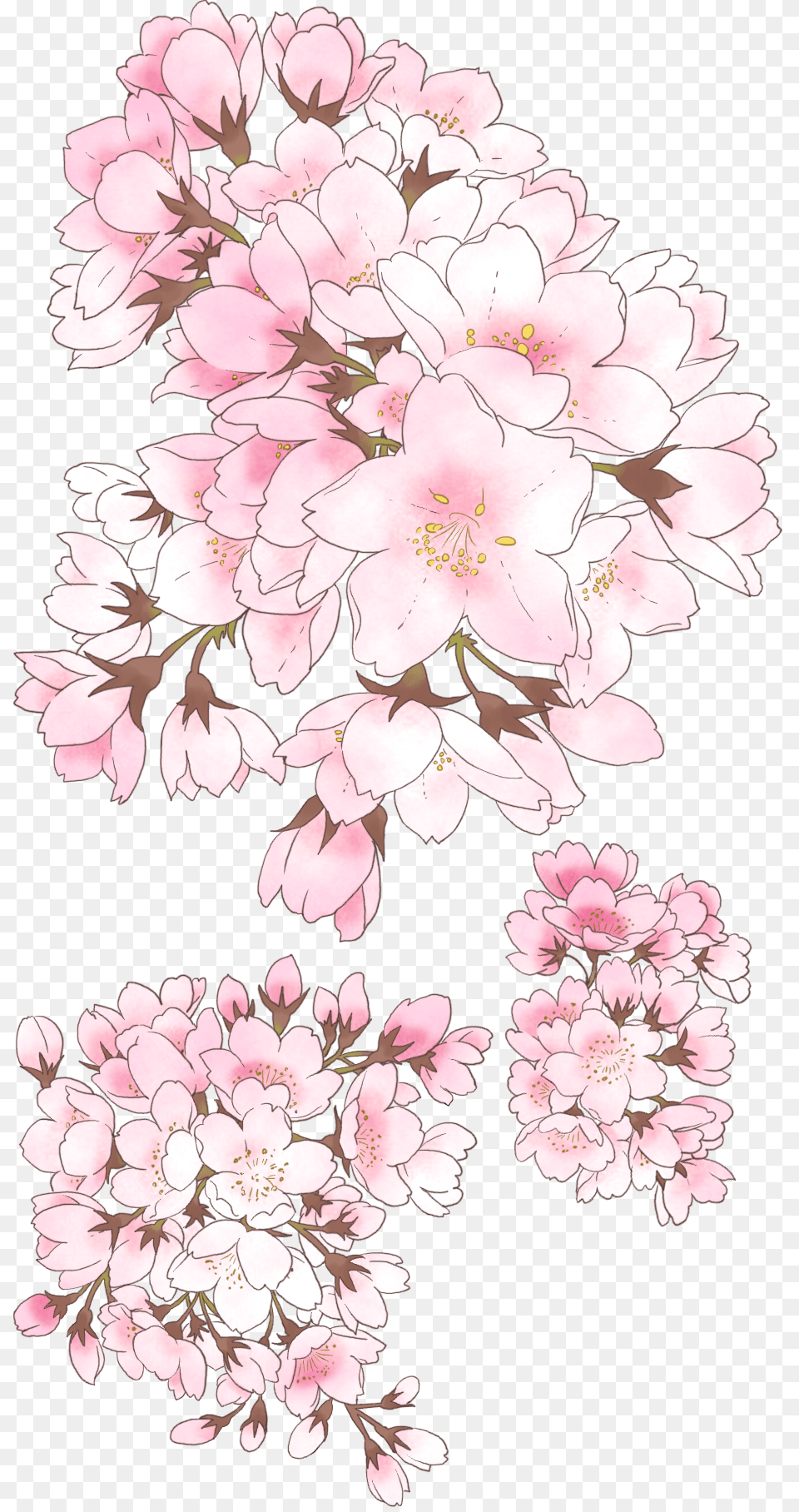 Anime Cherry Blossom Tree, Flower, Plant, Cherry Blossom, Rose Free Png