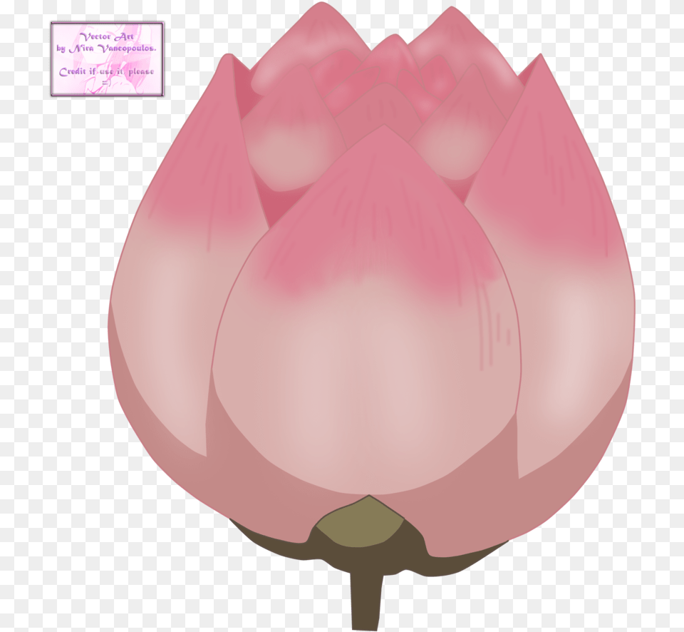 Anime Flower, Petal, Plant, Tulip, Rose Free Transparent Png