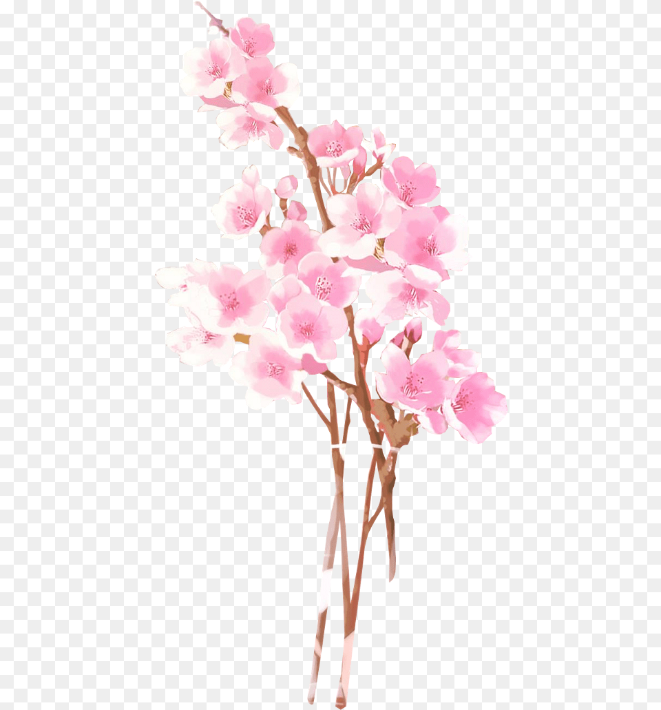 Anime Flower Cherry Blossom Anime, Plant, Petal, Cherry Blossom Free Png Download