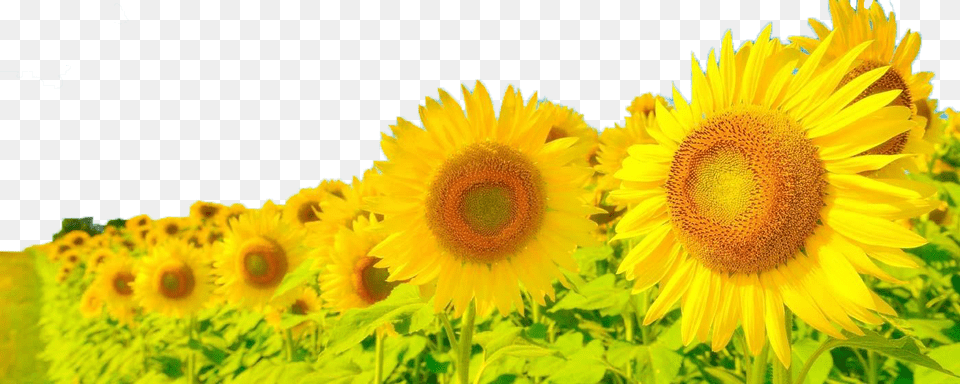 Anime Sunflowers, Flower, Plant, Sunflower Png