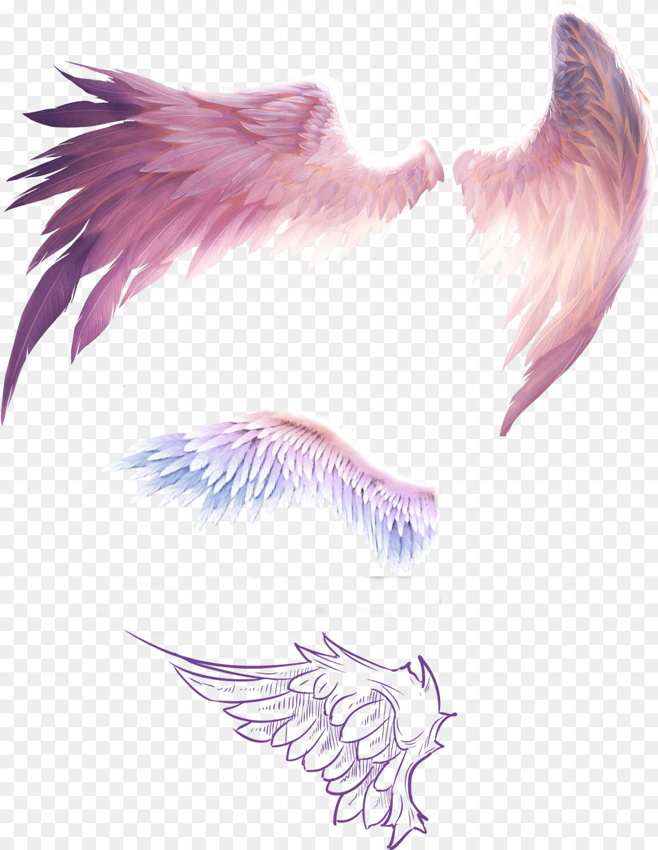 Anime Wings, Animal, Bird Png