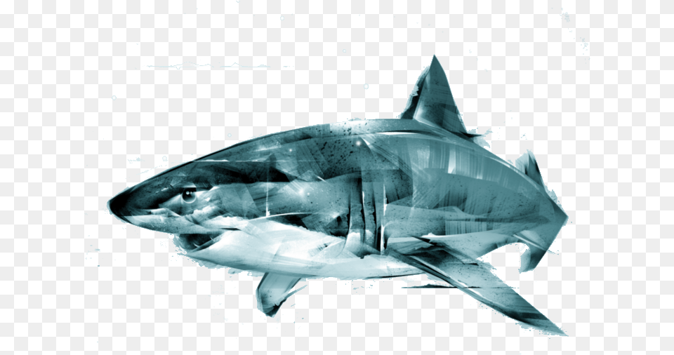Animus Great White Shark, Animal, Fish, Sea Life, Great White Shark Free Png Download