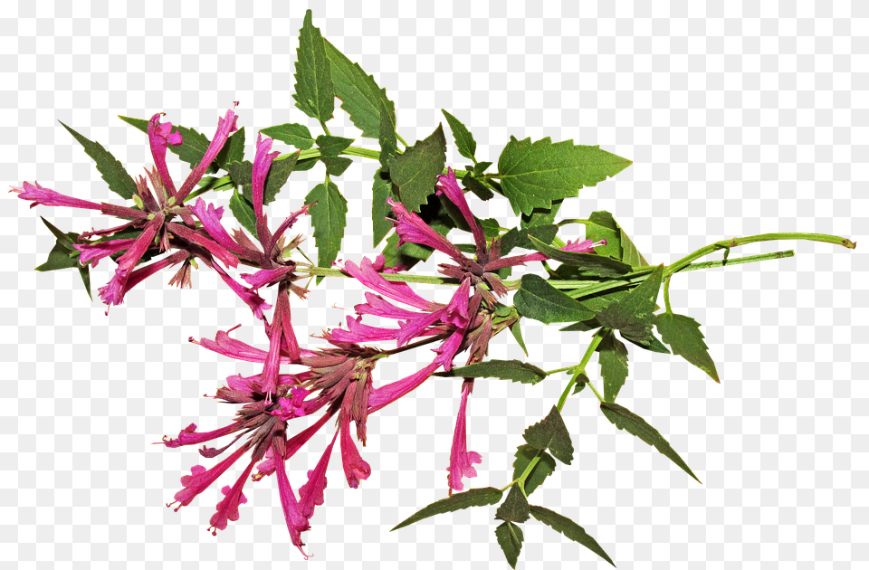 Aniseed Acanthaceae, Flower, Herbal, Herbs Png Image