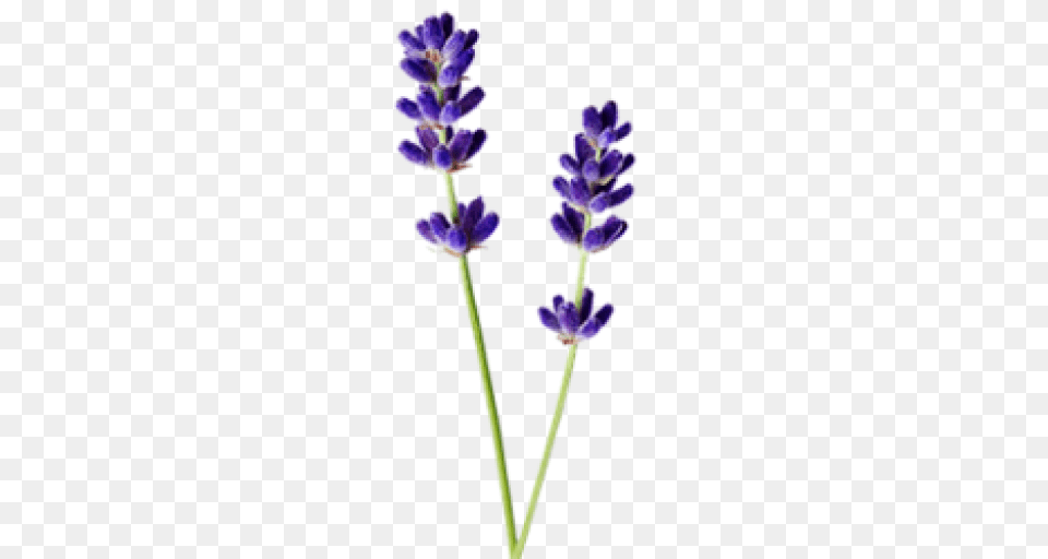 Anja, Flower, Lavender, Plant Free Png