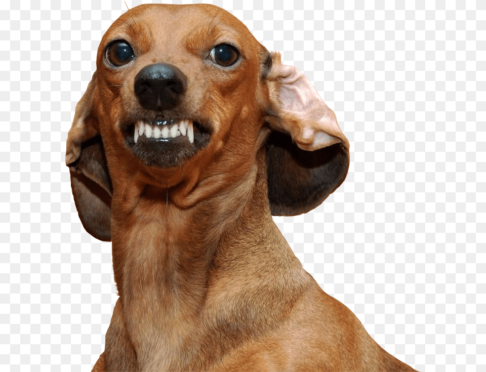 Ankle Biter Dog, Snout, Animal, Canine, Mammal Free Png