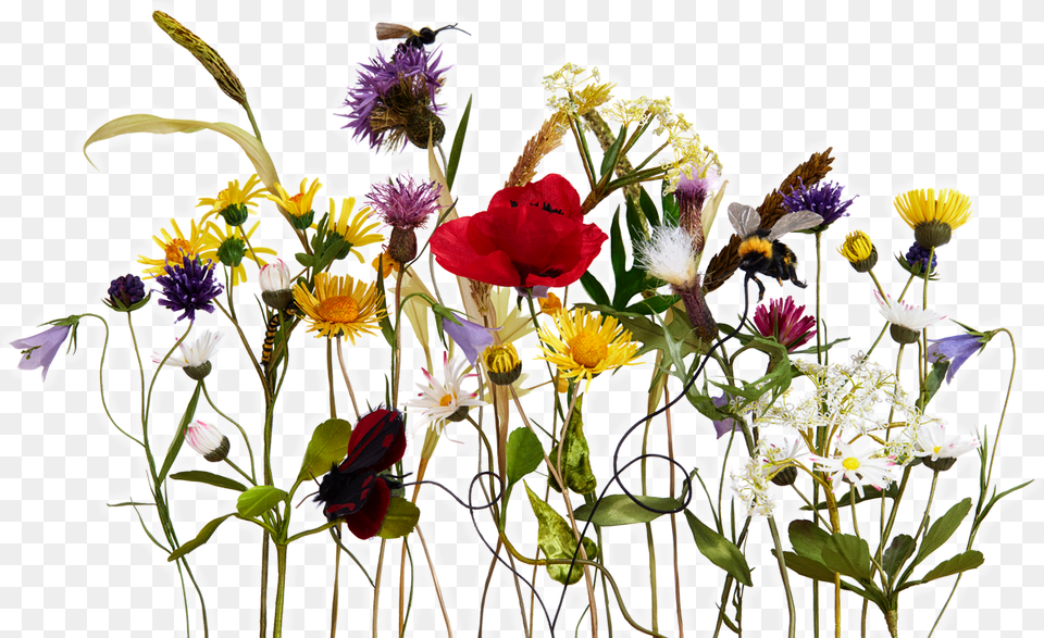 Anne Tomlin Anne With An E Flowers, Flower Bouquet, Plant, Flower Arrangement, Flower Free Png