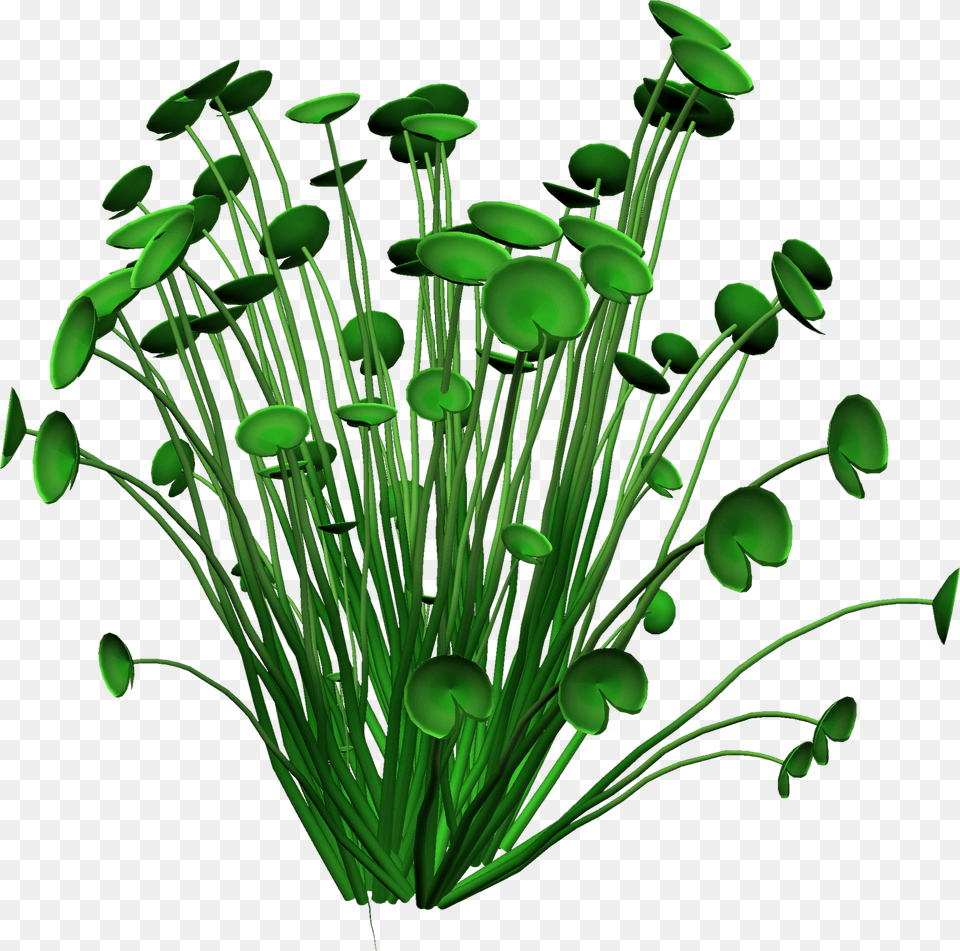 Anniversary Flower Cliparts, Aquatic, Green, Plant, Water Free Png