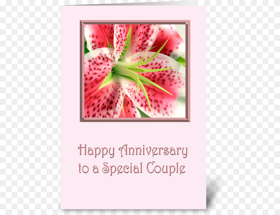 Anniversary Stargazer Lily Greeting Card Happy Anniversary Stargazer Lilies, Flower, Plant Free Transparent Png