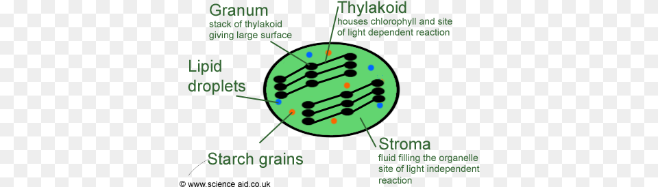 Annotated Diagram Of A Chloroplast Png