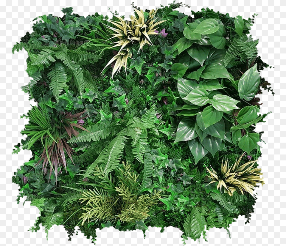 Annotation 2019 07 17 Clipped Rev 1 Fern, Plant, Leaf, Vegetation, Herbs Free Png Download