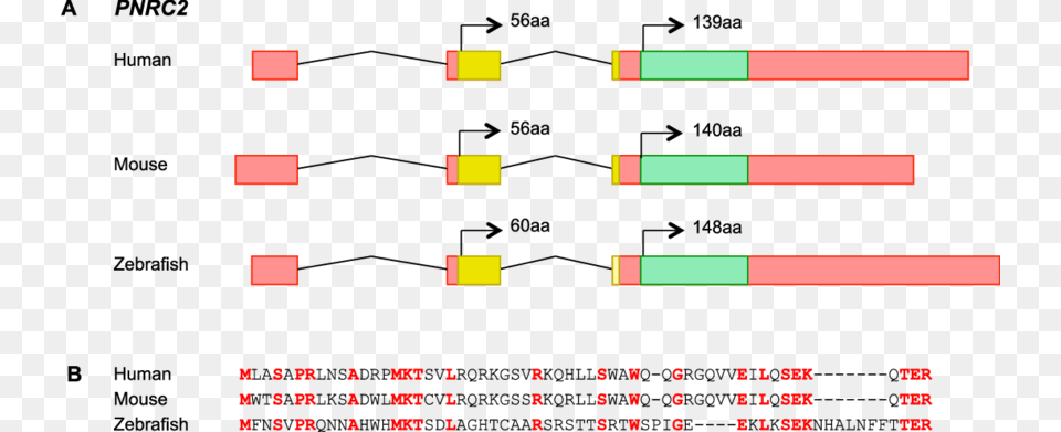 Annotation Of The Proline Rich Nuclear Receptor Coactivator Diagram, Dynamite, Weapon, Chart Free Png Download