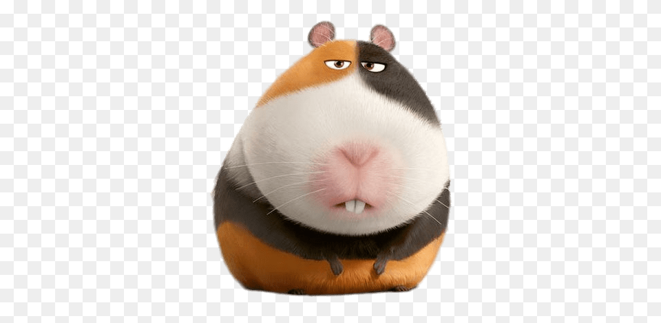 Annoyed Norman, Animal, Mammal, Rodent, Pet Png Image