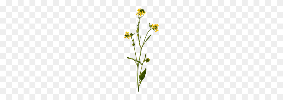Annual Flower, Plant, Apiaceae, Cross Free Png