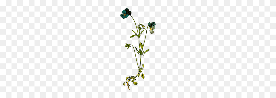 Annual Plant, Pattern, Geranium, Flower Png