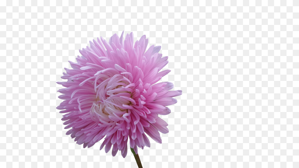 Annual Clip, Dahlia, Daisy, Flower, Plant Png Image
