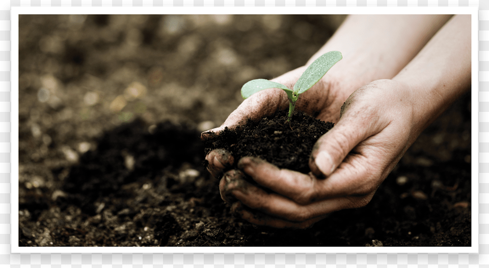 Annual Giving, Soil, Planting, Plant, Person Png Image