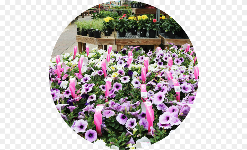 Annual Plants Pansy, Nature, Planter, Plant, Photography Free Transparent Png