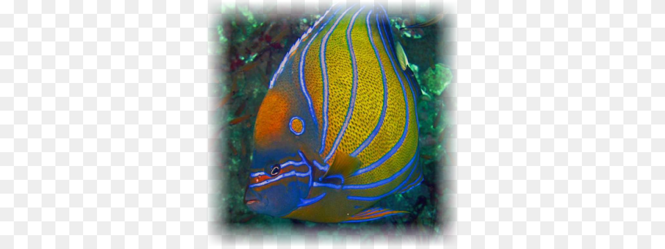 Annularis Angelfish Emperor Angelfish, Animal, Fish, Sea Life Png