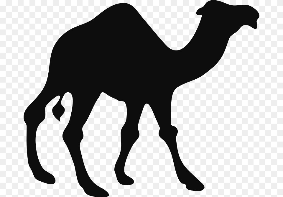 Anonymous Architetto Camello, Animal, Camel, Mammal, Person Free Png Download