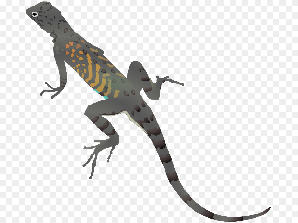 Anonymous Az Lizard, Animal, Reptile, Gecko, Wildlife Free Transparent Png
