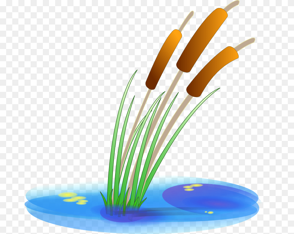 Anonymous Reed, Anther, Flower, Plant, Incense Png
