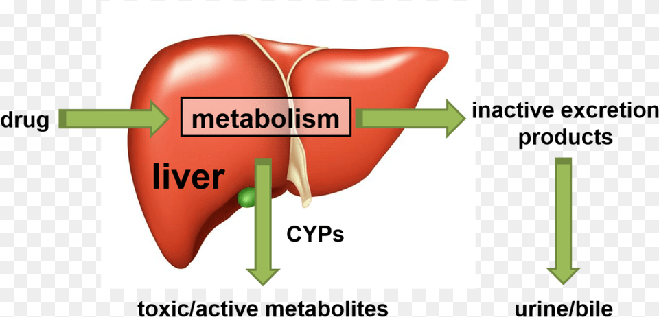 Another Field Of Research Is The Investigation Of Drug Diagram, Body Part, Mouth, Person Free Transparent Png