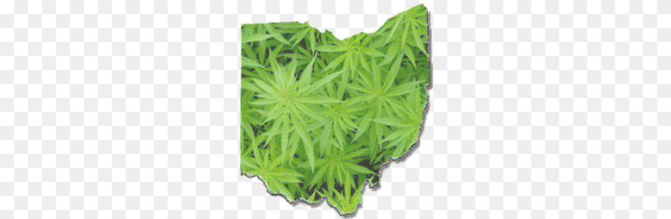 Another Option Is A Legislatively Initiated Ballot Marijuana Ohio, Plant, Weed, Hemp, Leaf Free Png Download