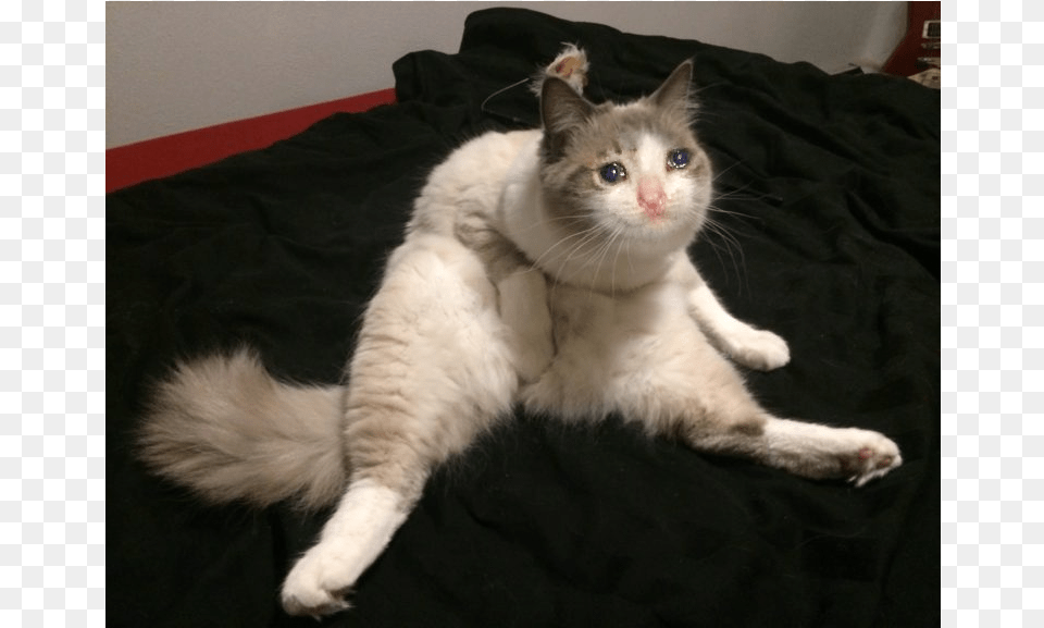 Another Sad Cat Awkwardly Sitting Cats, Animal, Mammal, Pet, Angora Free Png