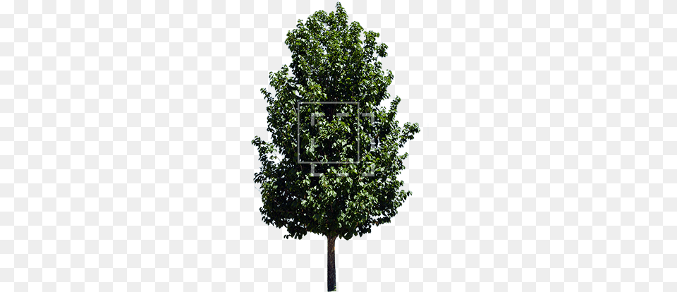 Another Tree Alder Tree, Maple, Oak, Plant, Sycamore Png