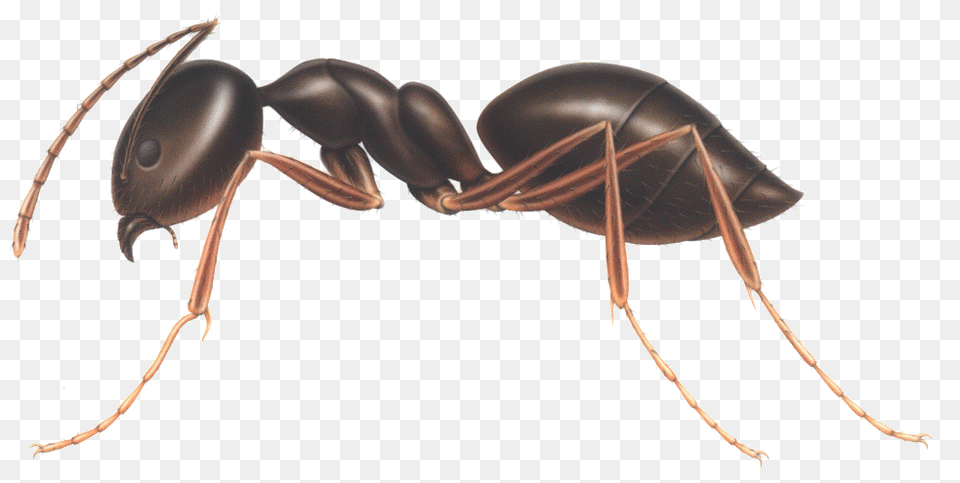 Ant, Animal, Insect, Invertebrate Free Png Download