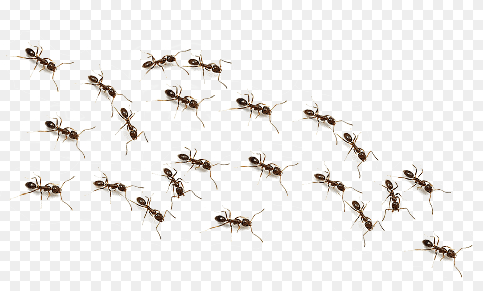 Ant, Animal, Insect, Invertebrate, Mammal Free Png Download