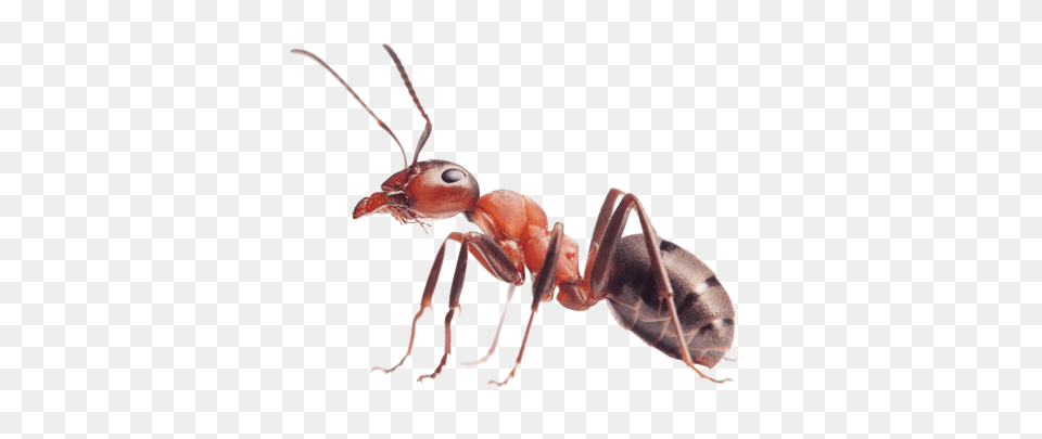 Ant, Animal, Insect, Invertebrate Png