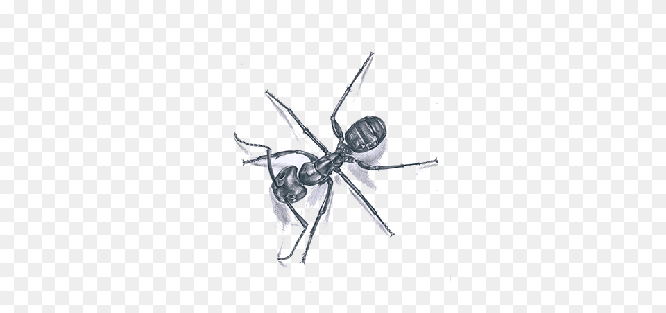 Ant, Animal, Invertebrate, Spider Free Png